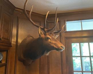 Giant Elk!