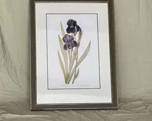 P. J. Redouté Framed Botanical Print of Iris Germanica