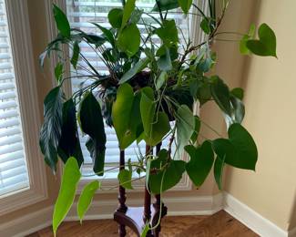plant & stand