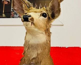 Taxidermy