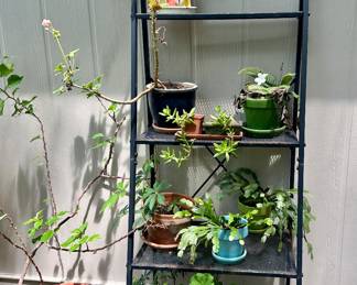 Outdoor decor and plants