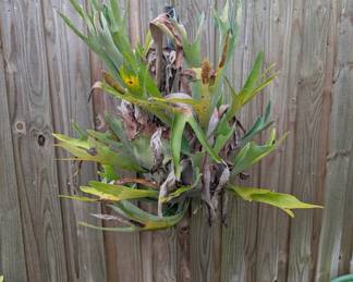 Staghorn