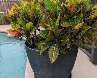 Large planter and plants