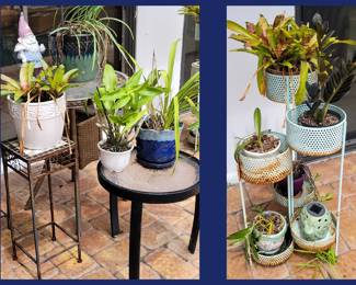 Sample of the Small Plants and Planters available