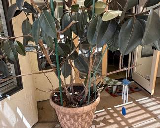 Plants