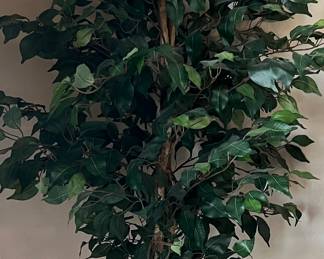 Silk Tree