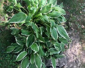 The grounds are extensive and the plants available; hostas, ferns, tiger lillys, ground cover