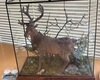 Moose on the loose