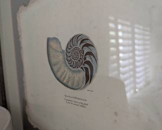framed nautilus illustration