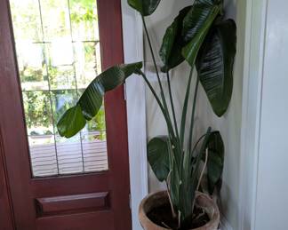 large pot with bird of paradise plant
