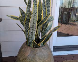 set of 2 large planters with snake plants