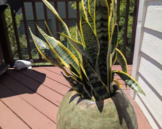 set of 2 large planters with snake plants