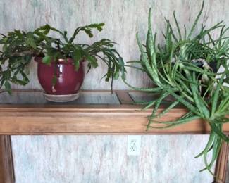 Live Christmas Cactus And Aloe Plants