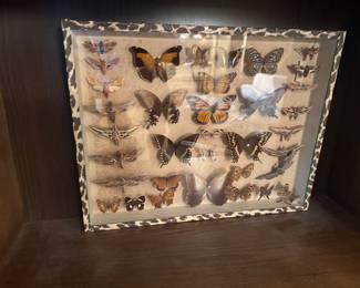 Many amazing original vintage Butterfly showcases