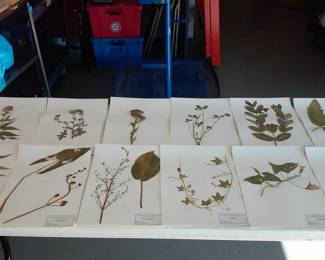 Dried Botanical Herbarium Plant Specimen