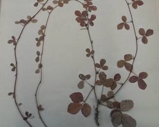 Dried Botanical Herbarium Plant Specimen
