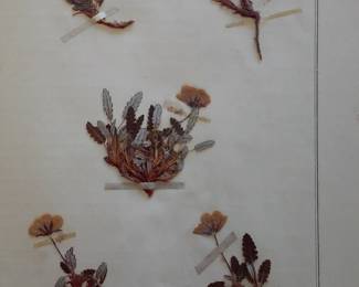 Dried Botanical Herbarium Plant Specimen