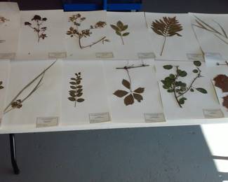 Dried Botanical Herbarium Plant Specimen
