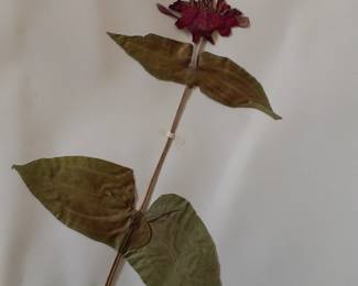 Dried Botanical Herbarium Plant Specimen