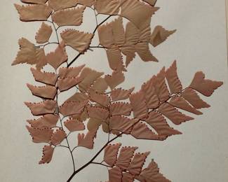 Dried Botanical Herbarium Plant Specimen