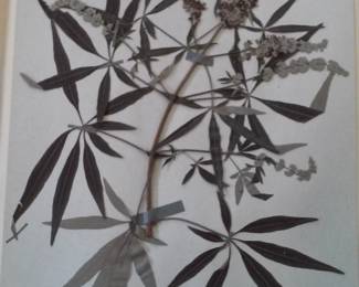 Dried Botanical Herbarium Plant Specimen