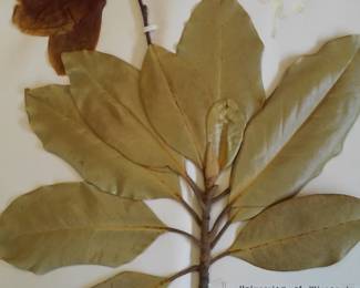 Dried Botanical Herbarium Plant Specimen