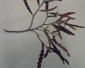 Dried Botanical Herbarium Plant Specimen
