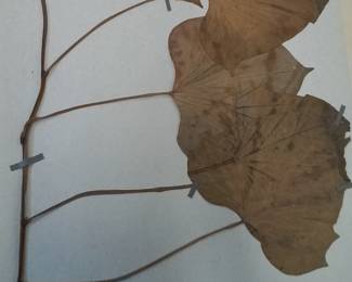 Dried Botanical Herbarium Plant Specimen