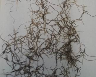Dried Botanical Herbarium Plant Specimen