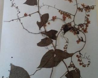 Dried Botanical Herbarium Plant Specimen