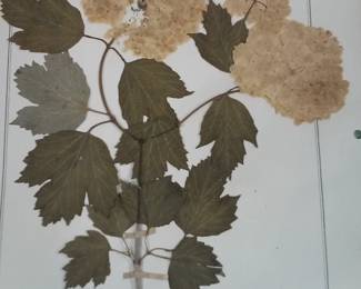 Dried Botanical Herbarium Plant Specimen