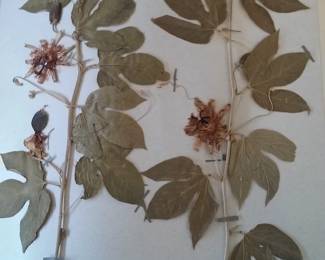 Dried Botanical Herbarium Plant Specimen