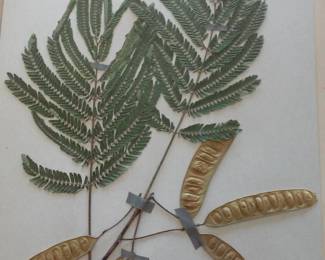 Dried Botanical Herbarium Plant Specimen