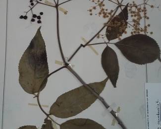 Dried Botanical Herbarium Plant Specimen