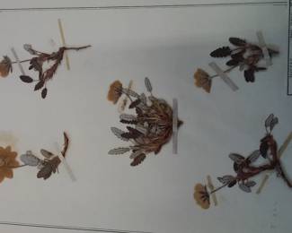 Dried Botanical Herbarium Plant Specimen