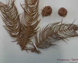 Dried Botanical Herbarium Plant Specimen