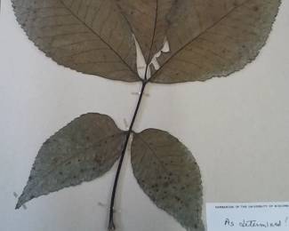 Dried Botanical Herbarium Plant Specimen
