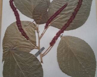 Dried Botanical Herbarium Plant Specimen