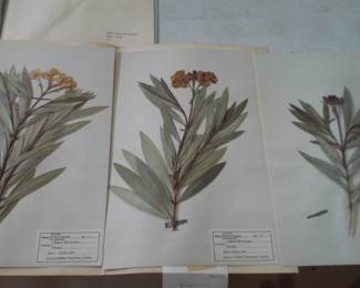 Dried Botanical Herbarium Plant Specimen