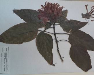 Dried Botanical Herbarium Plant Specimen