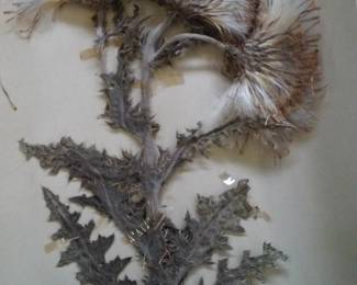 Dried Botanical Herbarium Plant Specimen