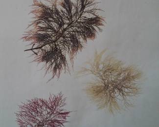 Dried Botanical Herbarium Plant Specimen