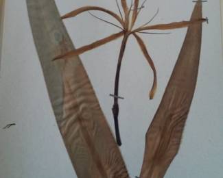 Dried Botanical Herbarium Plant Specimen