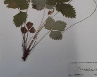 Dried Botanical Herbarium Plant Specimen