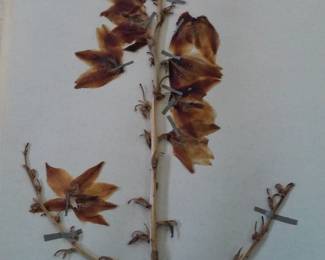 Dried Botanical Herbarium Plant Specimen
