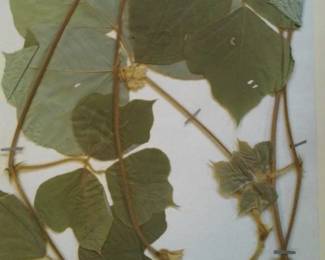 Dried Botanical Herbarium Plant Specimen