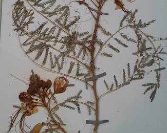 Dried Botanical Herbarium Plant Specimen