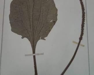 Dried Botanical Herbarium Plant Specimen