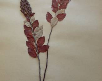 Dried Botanical Herbarium Plant Specimen