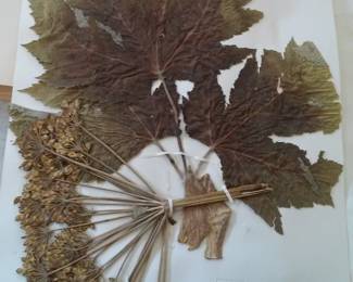 Dried Botanical Herbarium Plant Specimen